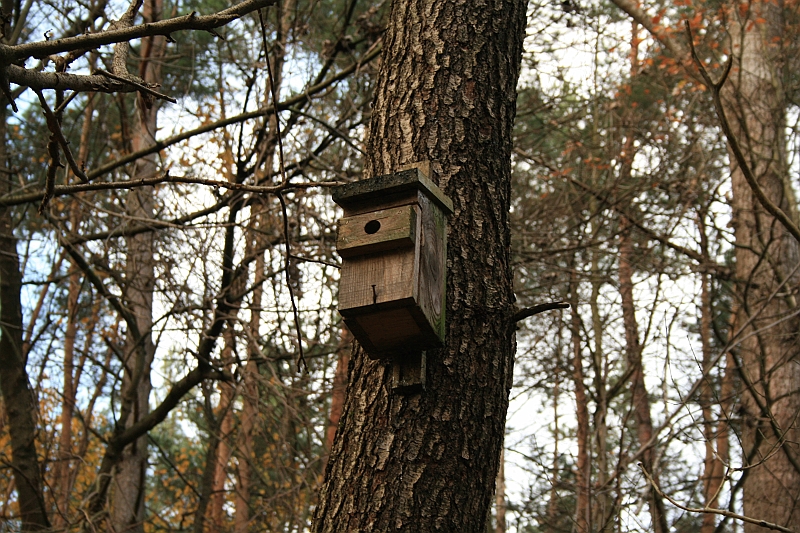 Rostoczek 11.2008 132
